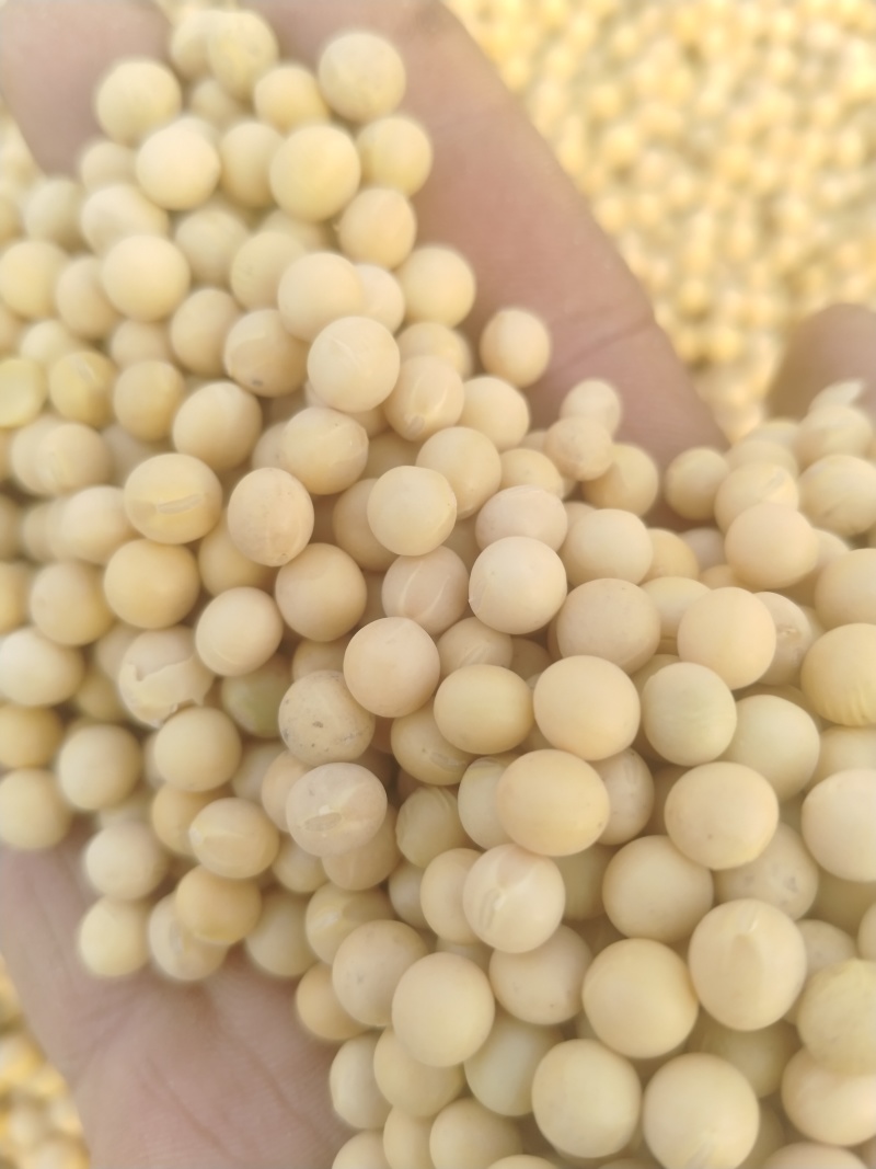 高油豆全豆3