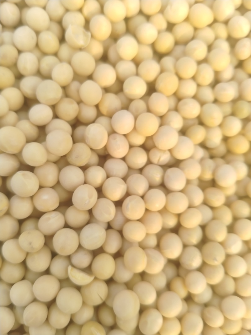 高油豆全豆3
