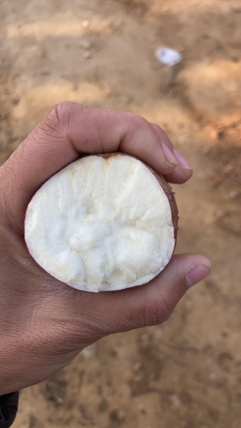 白心杠九