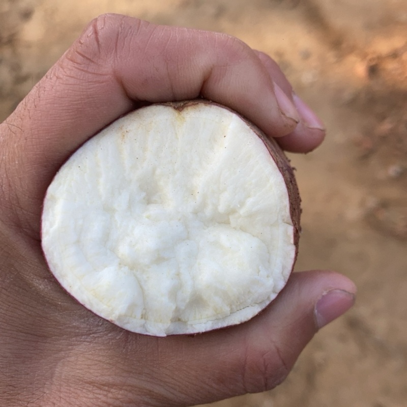 白心杠九
