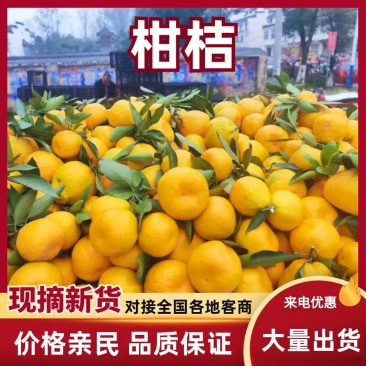 【热卖】柑桔蜜橘量大质优价格优惠一手货源欢迎采购