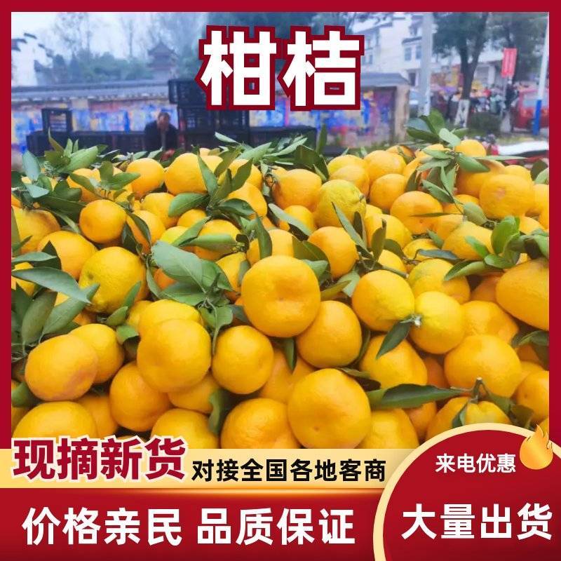【热卖】柑桔蜜橘量大质优价格优惠一手货源欢迎采购