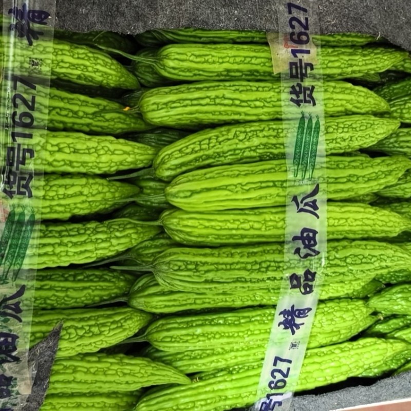 精品苦瓜寿光货源直销，欢迎各位商超，市场，电商老板咨询