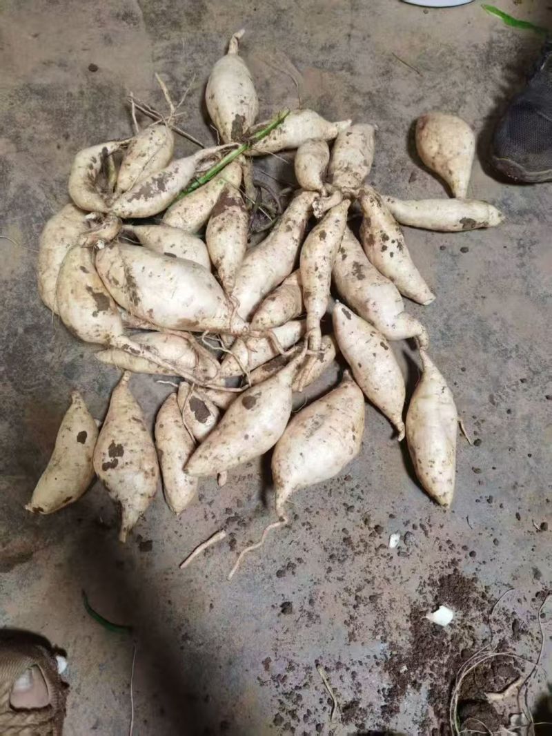 精品人参薯，软糯香甜