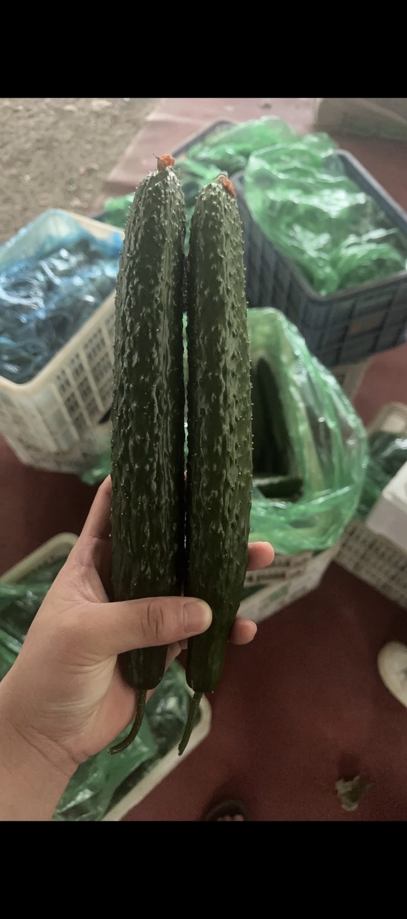 精品黄瓜寿光一手货，欢迎各位超市，电商，市场老板致电咨询