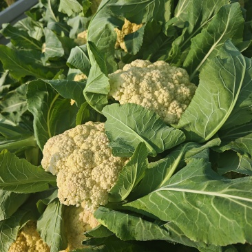 青梗白面有机花菜净菜精品上车产地发货信用有保证