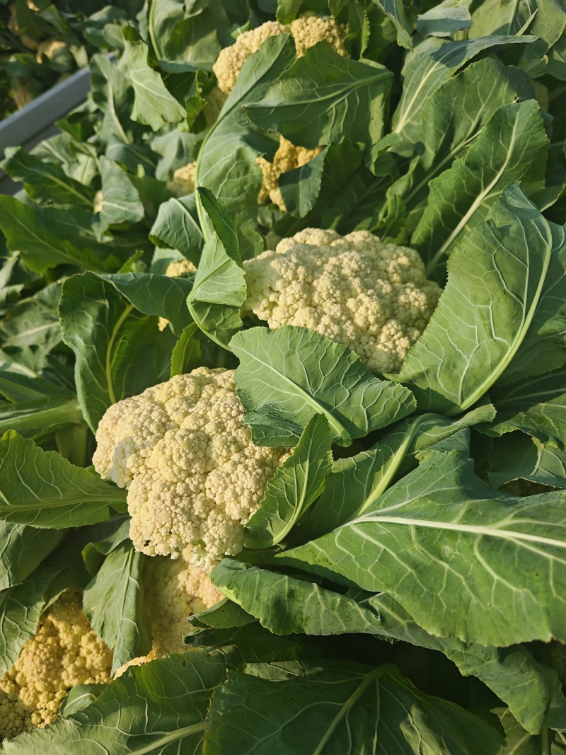 青梗白面有机花菜净菜精品上车产地发货信用有保证
