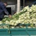 长梗白菜江浙沪腌制蔬菜