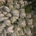 长梗白菜江浙沪腌制蔬菜