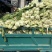 长梗白菜江浙沪腌制蔬菜