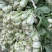 长梗白菜江浙沪腌制蔬菜