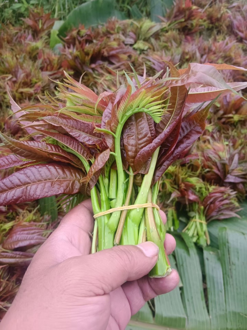 四季红油香椿