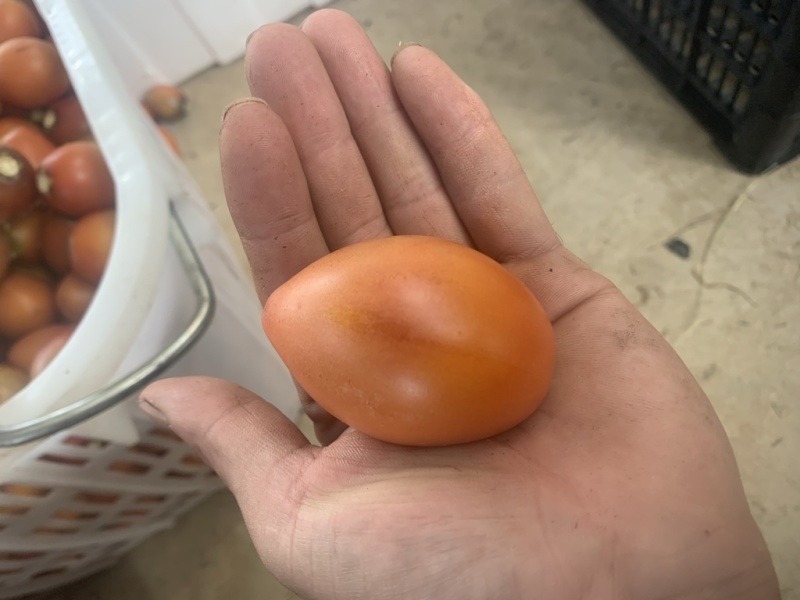 大树番茄。