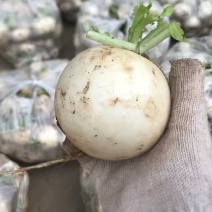 圆白萝卜，圆根萝卜，圆宝种子，农民店铺，自种自销诚信第一