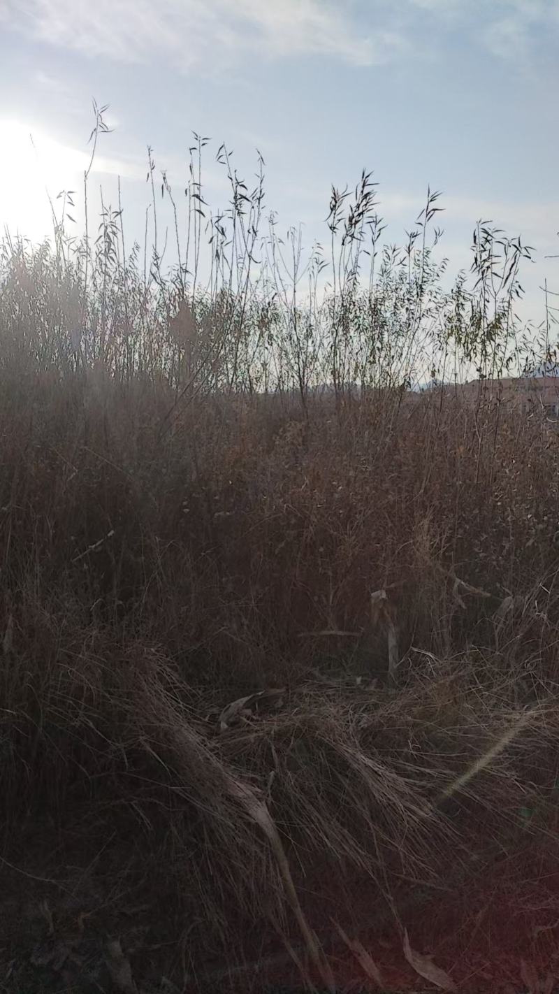 山桃苗，大量上市，产地直发，品质保证，服务周到，诚信经营