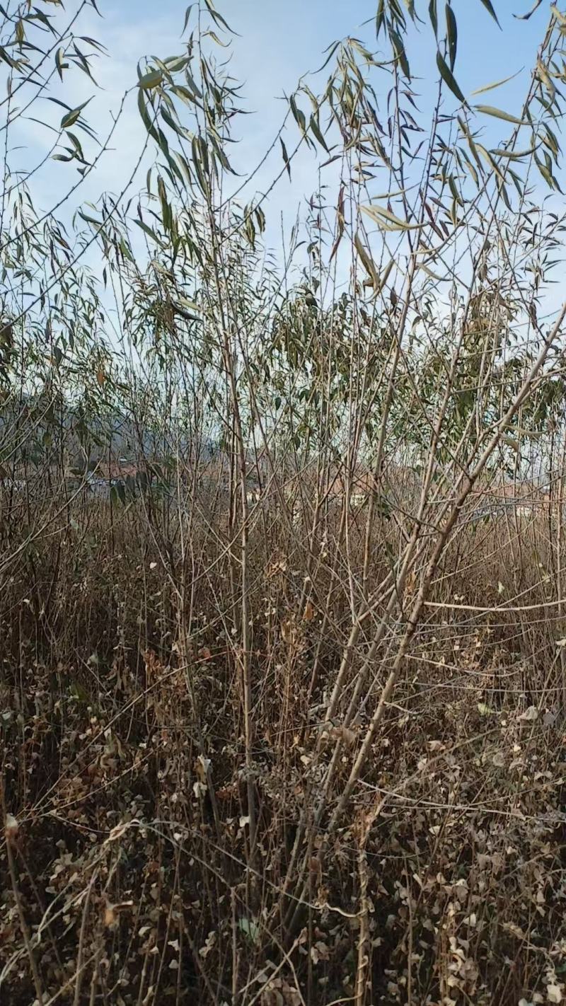 山桃苗，大量上市，产地直发，品质保证，服务周到，诚信经营