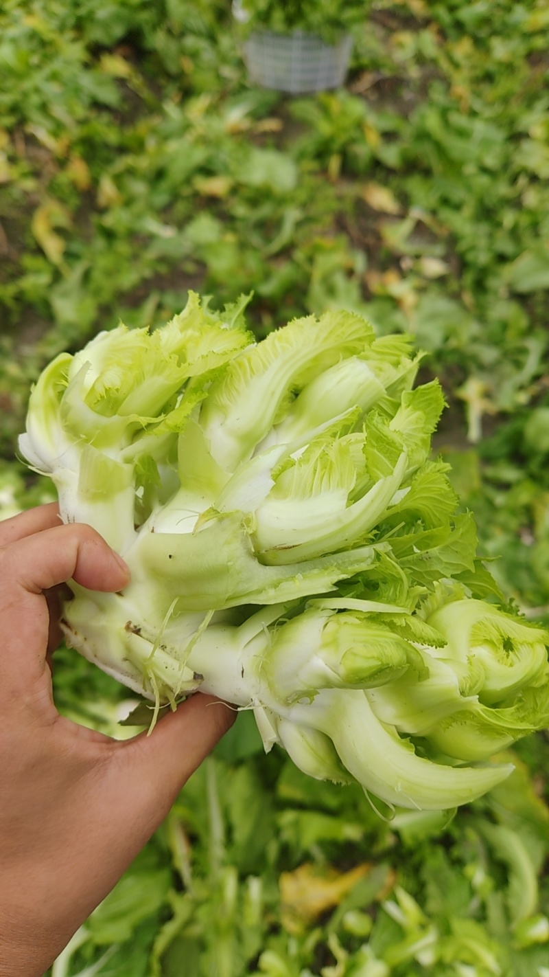 四川精品儿菜大量供应货源充足，量大从优对接全国