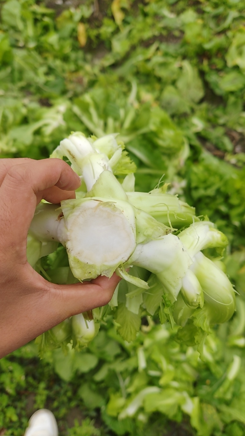 四川精品儿菜大量供应货源充足，量大从优对接全国