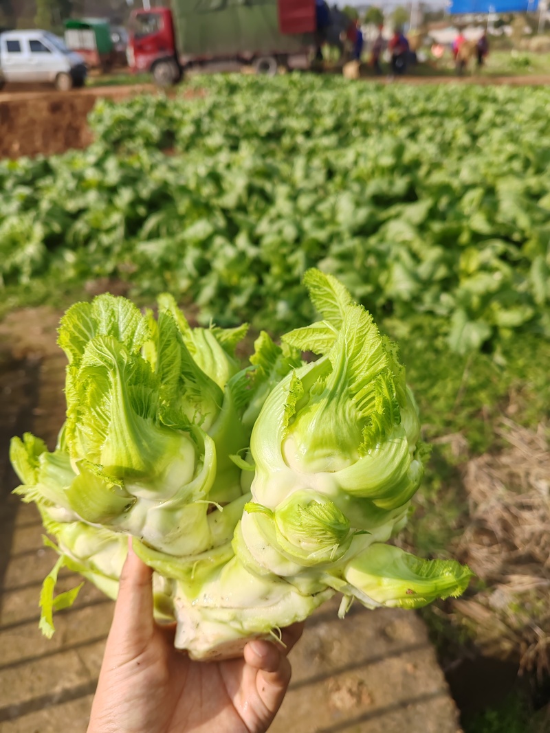 四川精品儿菜大量供应货源充足，量大从优对接全国