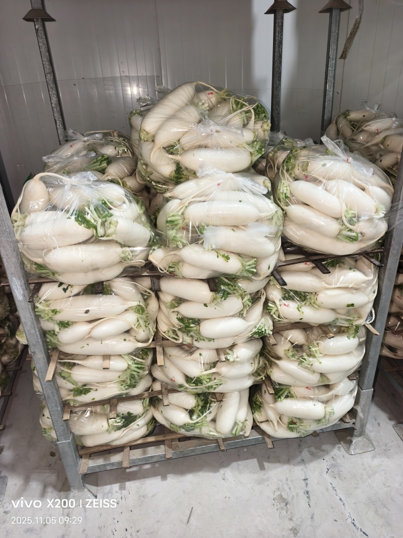 安徽萧县白萝卜，水洗精品货，土萝卜电商