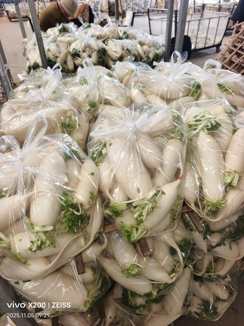 安徽萧县白萝卜，水洗精品货，土萝卜电商