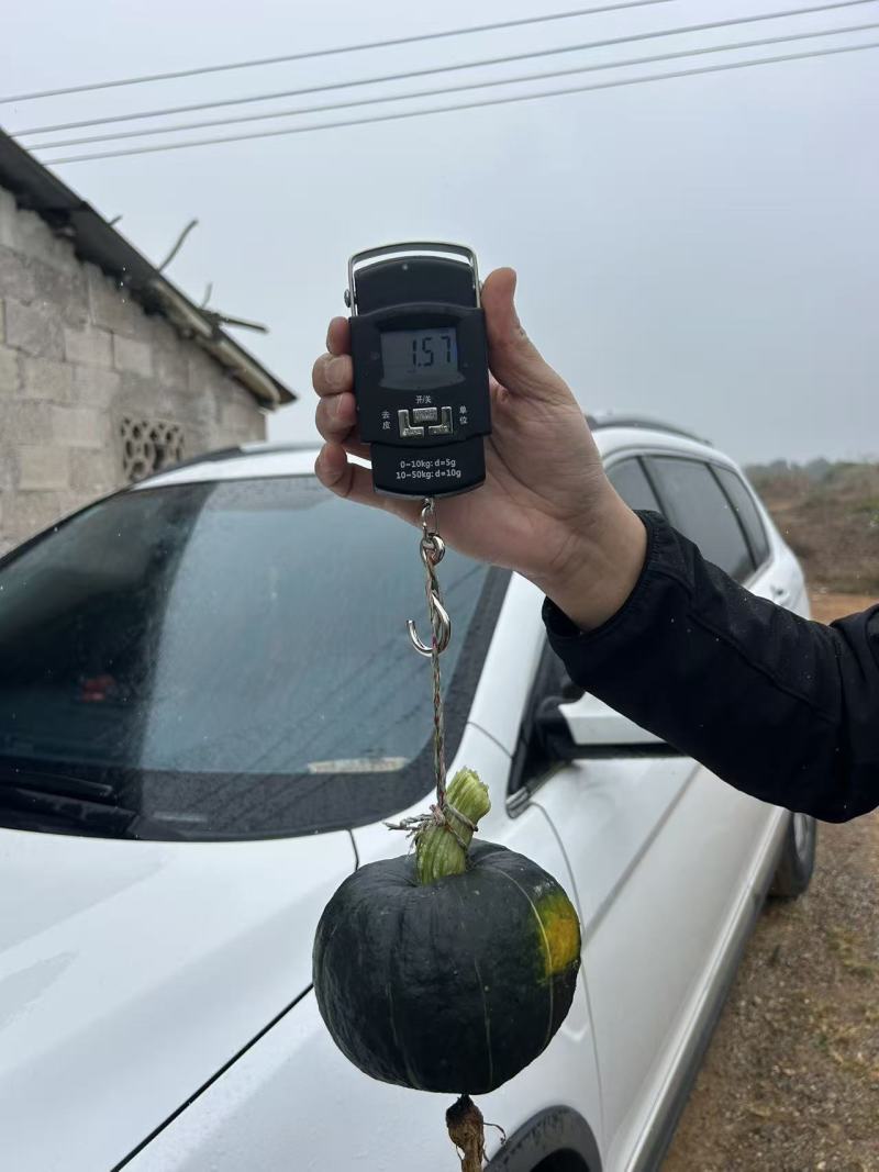 湖南宁远600亩基地露天贝贝南瓜
