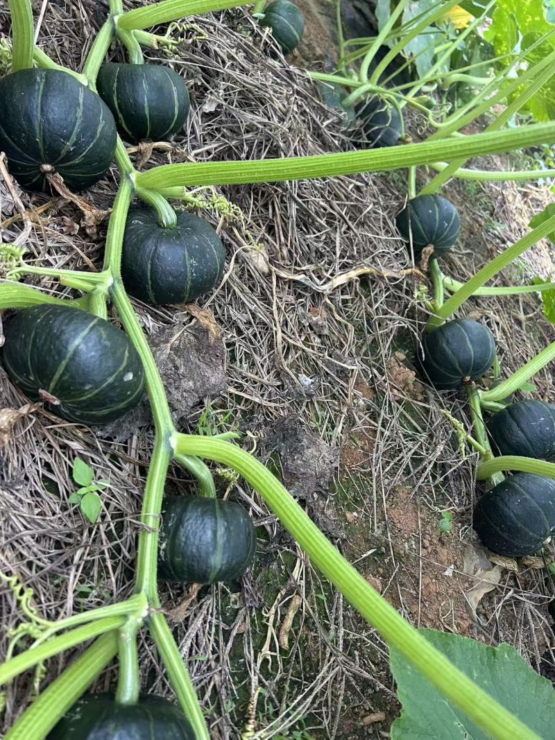 湖南宁远600亩基地露天贝贝南瓜