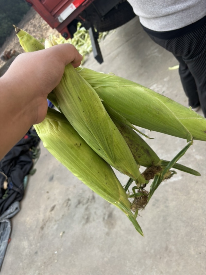 50斤/包精挑细选慈溪本地玉米上市需要联系我