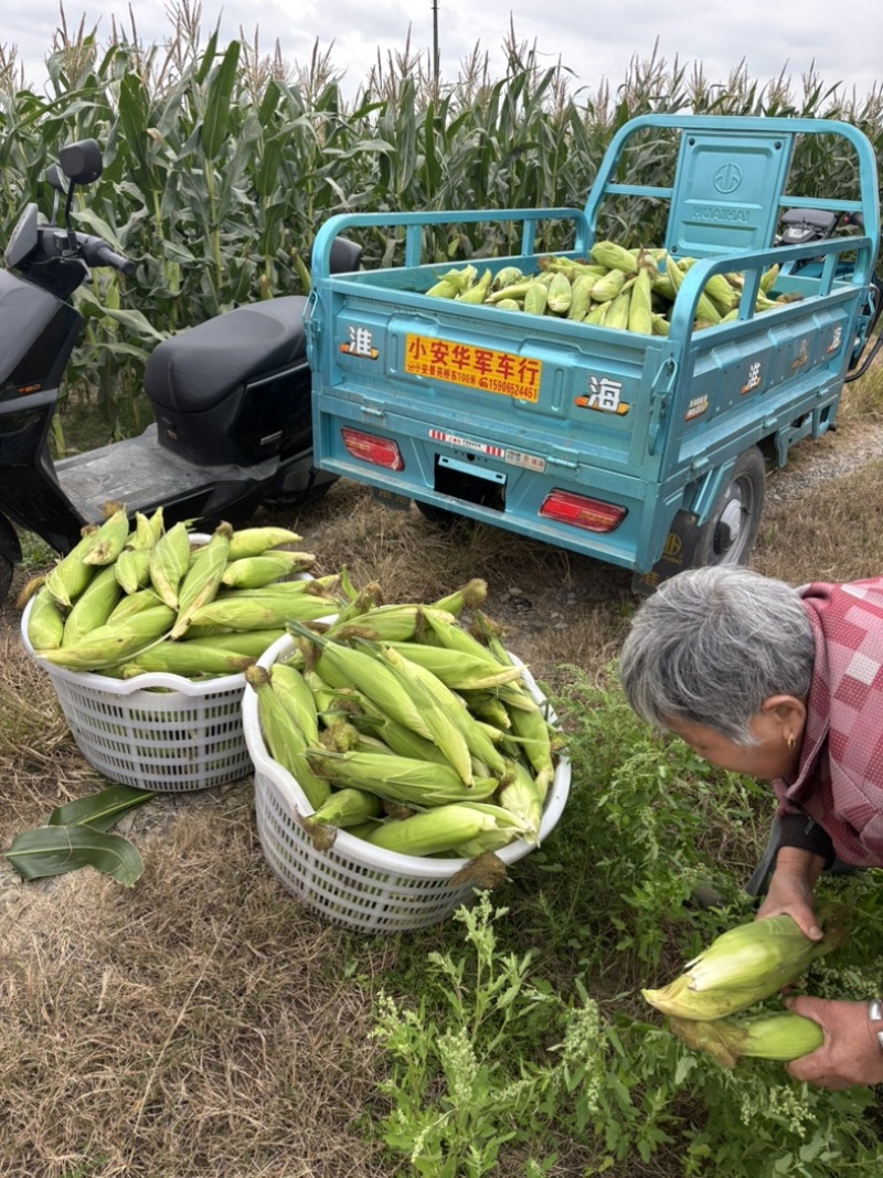 50斤/包精挑细选慈溪本地玉米上市需要联系我