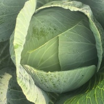 精品圆包菜产地直发一手货源质量保证全国发货