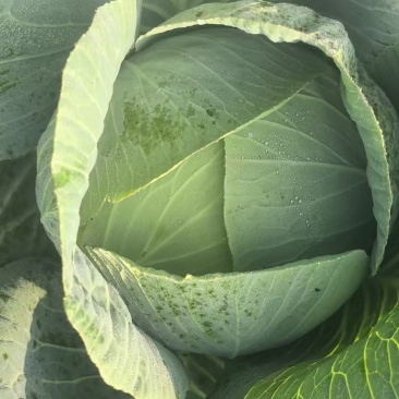 精品圆包菜产地直发一手货源质量保证全国发货