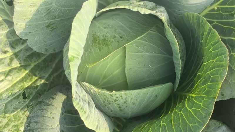 精品圆包菜产地直发一手货源质量保证全国发货