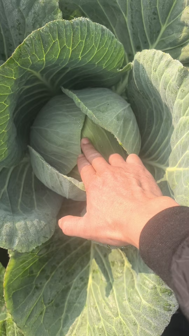 精品圆包菜产地直发一手货源质量保证全国发货