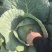 精品圆包菜产地直发一手货源质量保证全国发货
