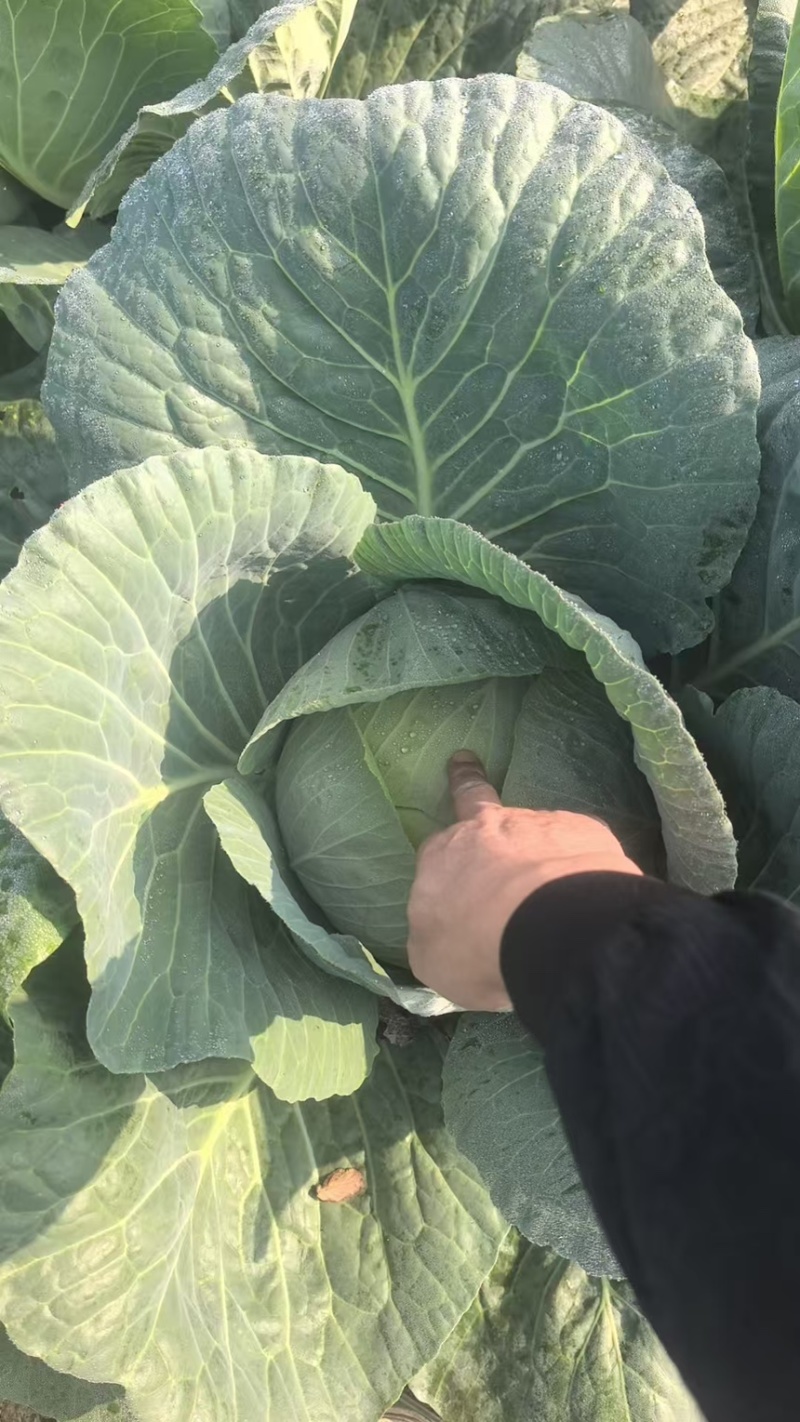 精品圆包菜产地直发一手货源质量保证全国发货