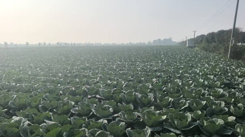 精品圆包菜产地直发一手货源质量保证全国发货
