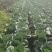 精品圆包菜产地直发一手货源质量保证全国发货