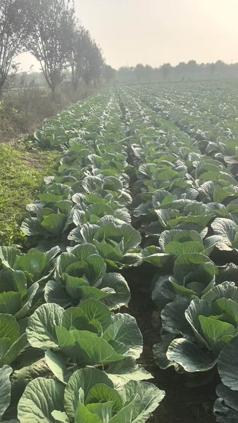 精品圆包菜产地直发一手货源质量保证全国发货