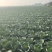 精品圆包菜产地直发一手货源质量保证全国发货
