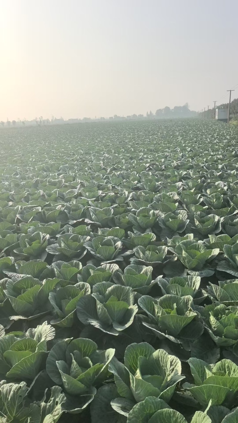 精品圆包菜产地直发一手货源质量保证全国发货