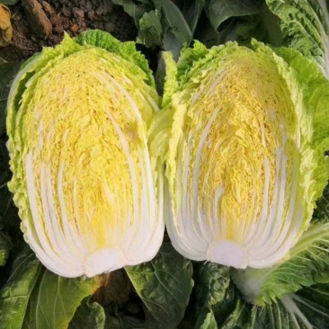 黄心大白菜，一手货源，诚信经营，可视频看货