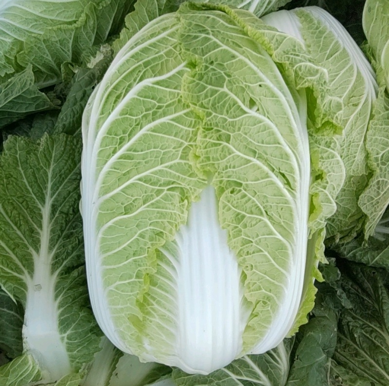 黄心大白菜，一手货源，诚信经营，可视频看货