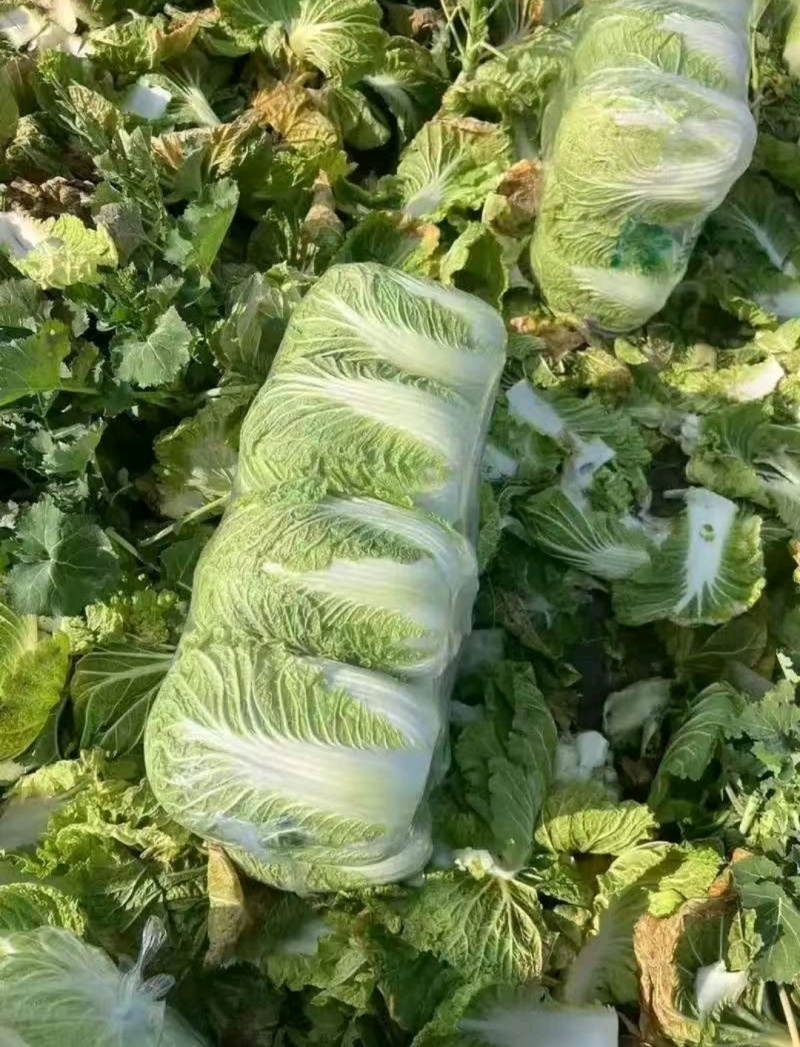黄心大白菜，一手货源，诚信经营，可视频看货