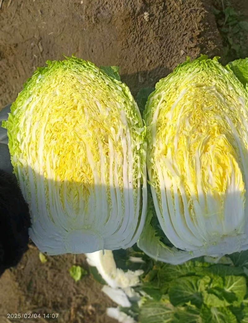黄心大白菜，一手货源，诚信经营，可视频看货