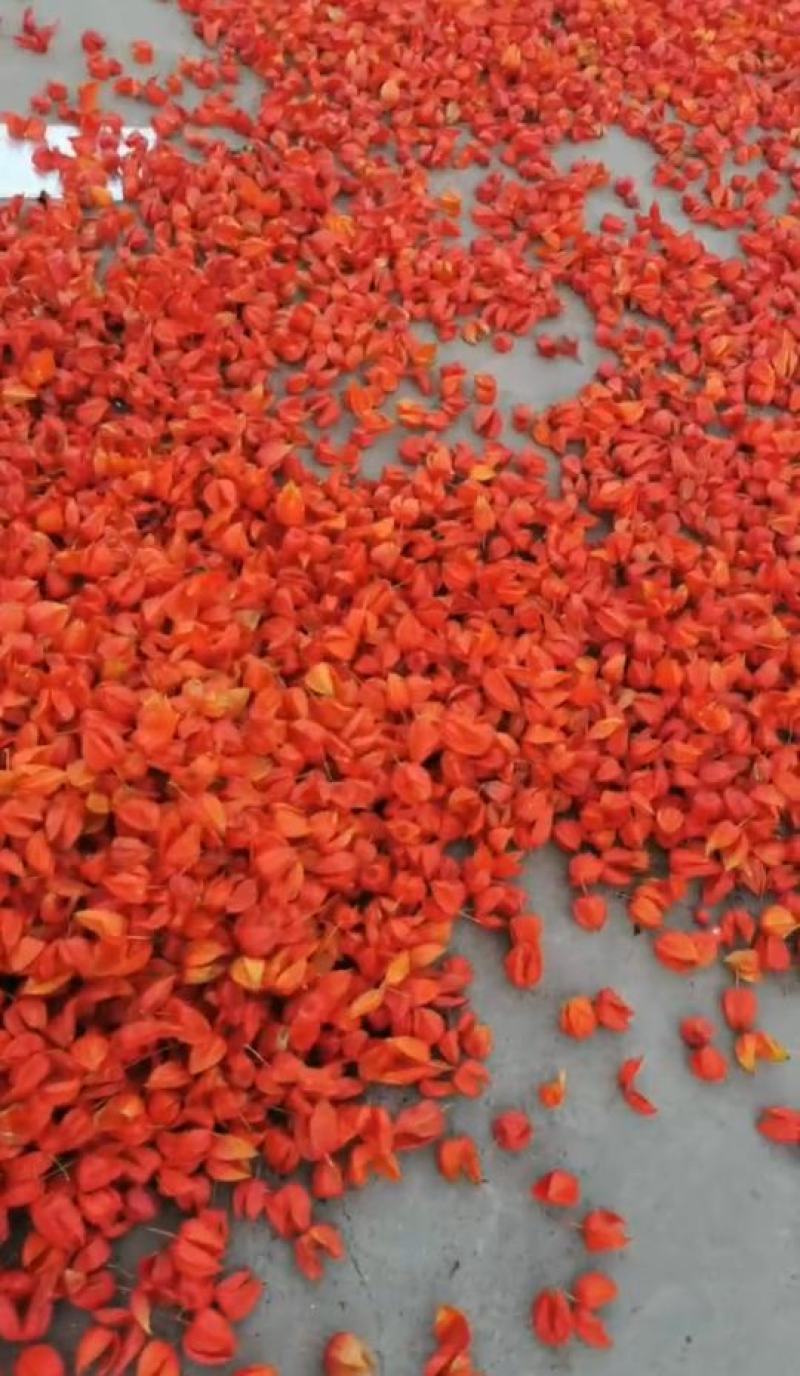 河北灯笼果皮，红姑娘果皮。药用。干活。自家种植。