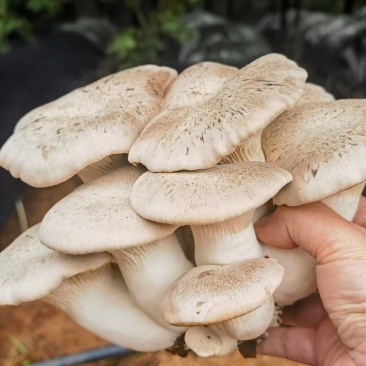 黑虎掌菌