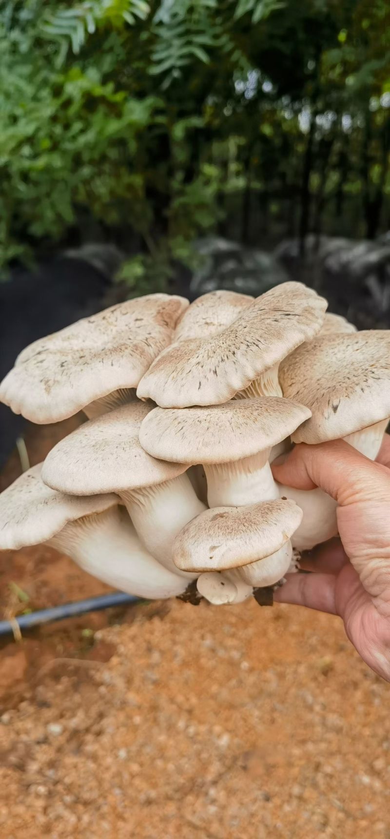 黑虎掌菌