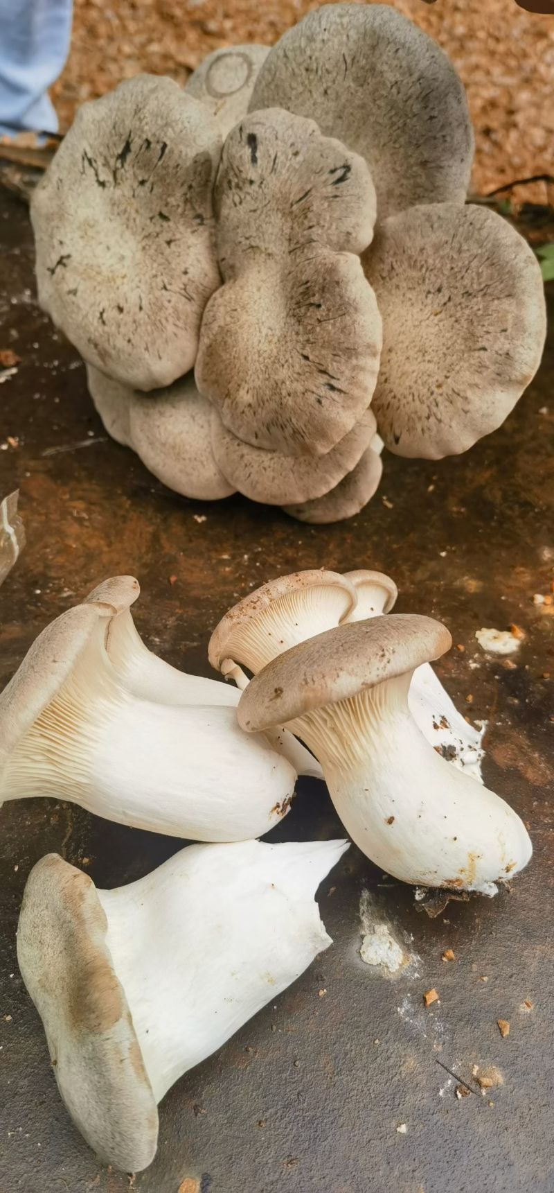 黑虎掌菌