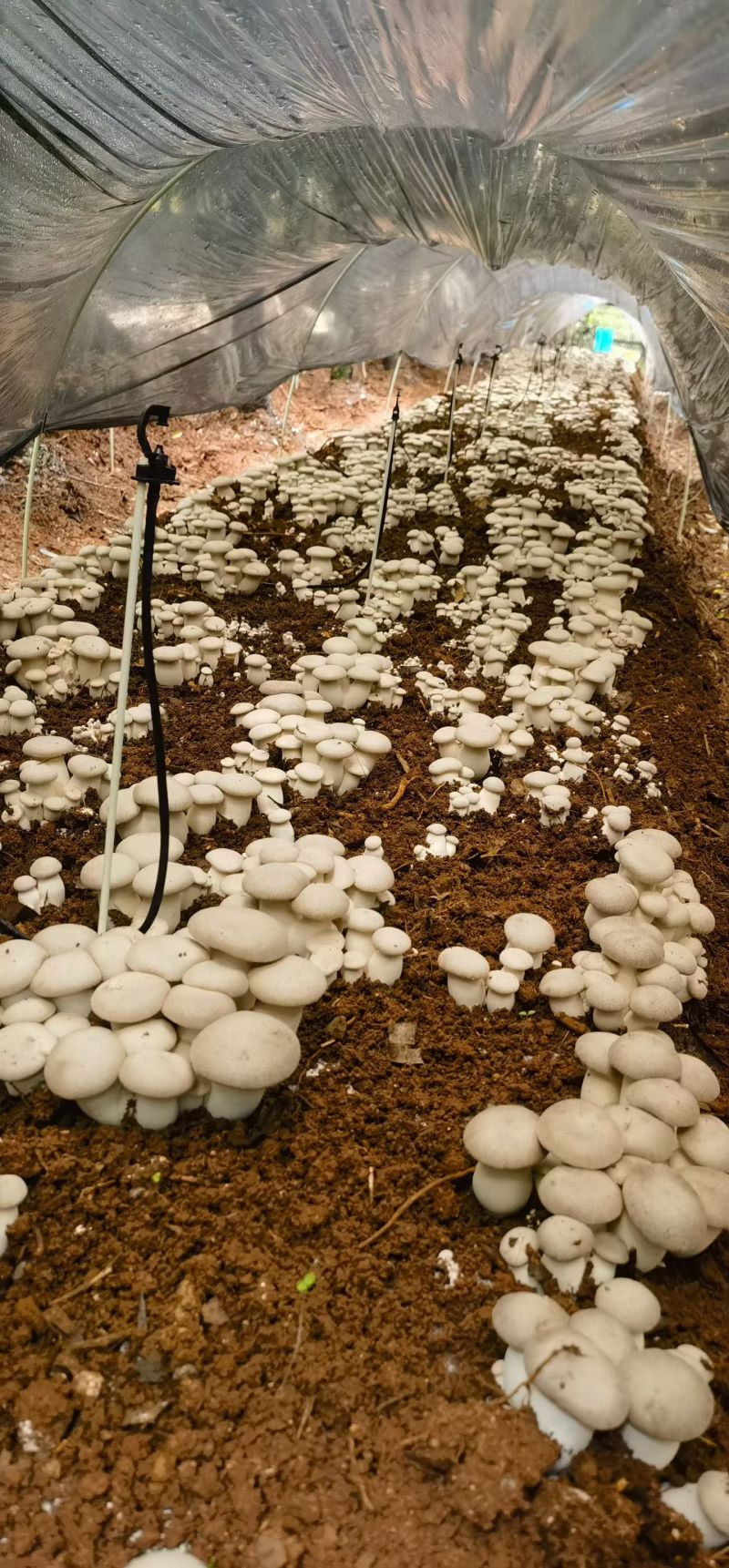 黑虎掌菌