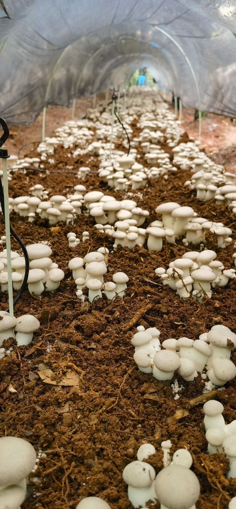 黑虎掌菌